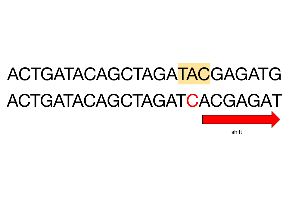 Diagram showing frameshift mutation