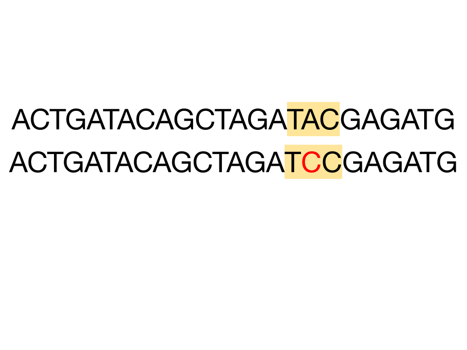 Diagram showing point mutation